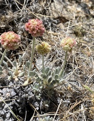 Eriogonum kingii