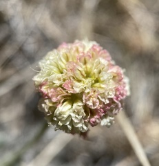Eriogonum kingii