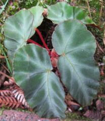Begonia angularis