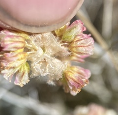 Eriogonum kingii