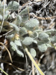 Eriogonum kingii