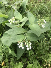 Symphytum caucasicum