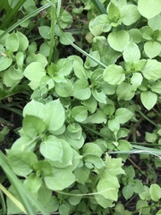 Stellaria media