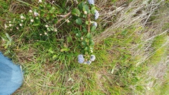 Ceanothus gloriosus gloriosus