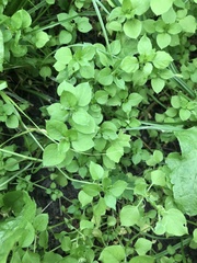 Stellaria media