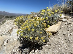 Eriogonum desertorum