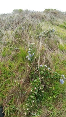 Ceanothus gloriosus gloriosus