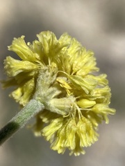 Eriogonum desertorum