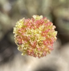 Eriogonum desertorum