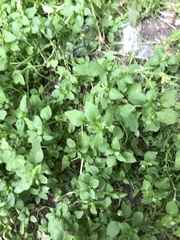 Stellaria media