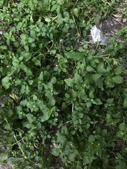 Stellaria media