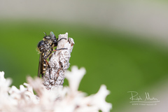 Leptarthrus brevirostris