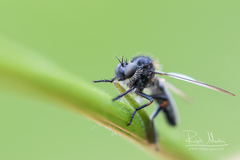 Leptarthrus brevirostris