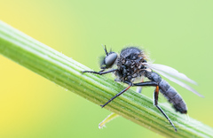 Leptarthrus brevirostris