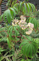 Begonia luxurians