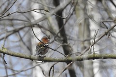 Fringilla coelebs