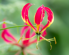 Gloriosa