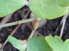 Aphrodes makarovi
