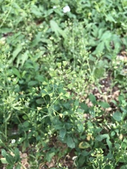 Capsella bursa-pastoris