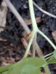 Aphrodes makarovi
