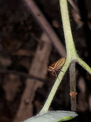 Aphrodes makarovi