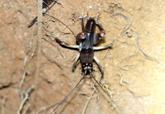 Exogryllacris ornata