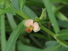 Polygala arvensis