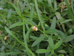Polygala arvensis