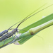 Calamobius filum - Photo (c) Ralph Martin, algunos derechos reservados (CC BY-NC-ND), subido por Ralph Martin