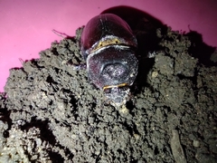 Dynastinae