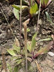 Plantago subnuda