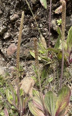 Plantago subnuda