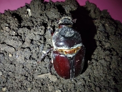 Dynastinae