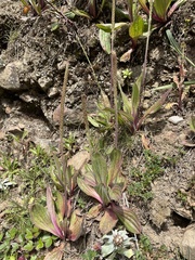Plantago subnuda