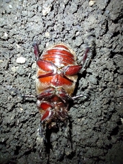 Dynastinae
