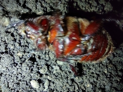 Dynastinae
