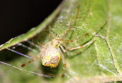 Thwaitesia argentiopunctata