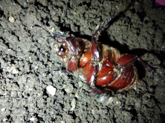 Dynastinae