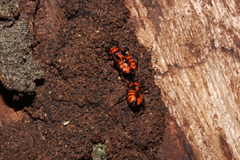 Tegea atropicta