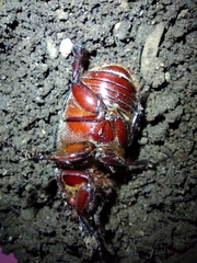 Dynastinae