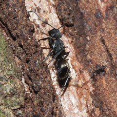 Polyrhachis erato