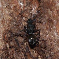 Polyrhachis erato
