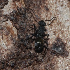 Polyrhachis erato
