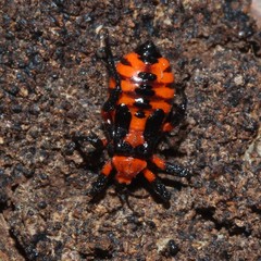 Tegea atropicta