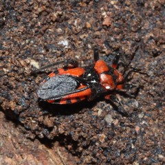 Tegea atropicta