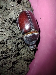 Dynastinae