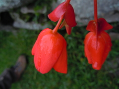Begonia veitchii
