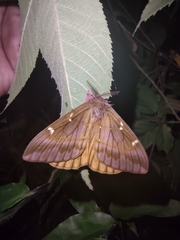 Paradirphia citrina