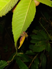 Paradirphia citrina