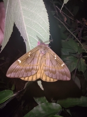 Paradirphia citrina